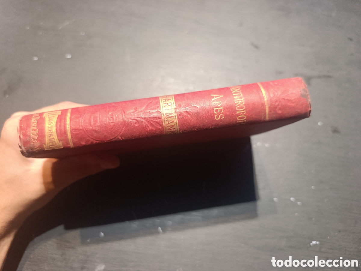 Libros antiguos: ANTHROPOID APES BY ROBERT HARTMANN. London 1904 - Foto 4