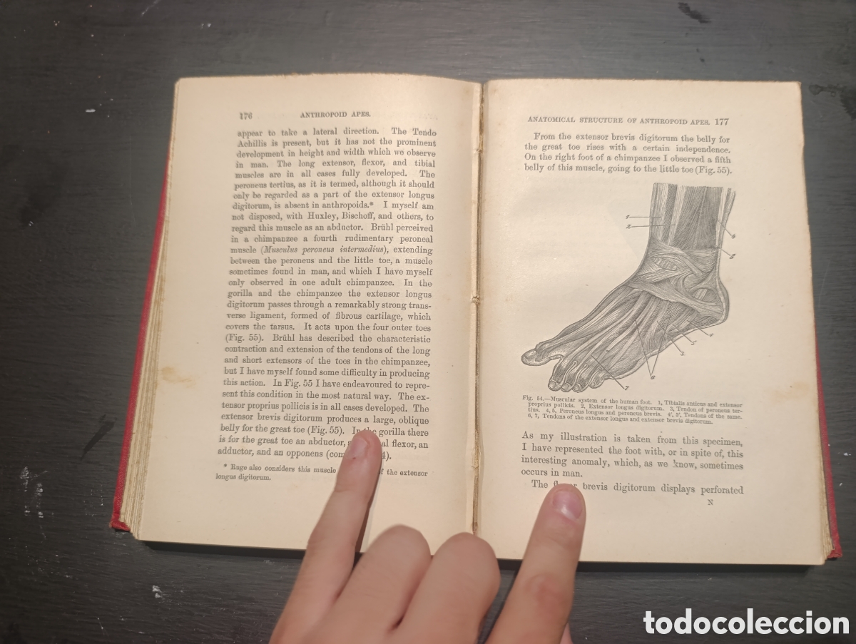 Libros antiguos: ANTHROPOID APES BY ROBERT HARTMANN. London 1904 - Foto 6