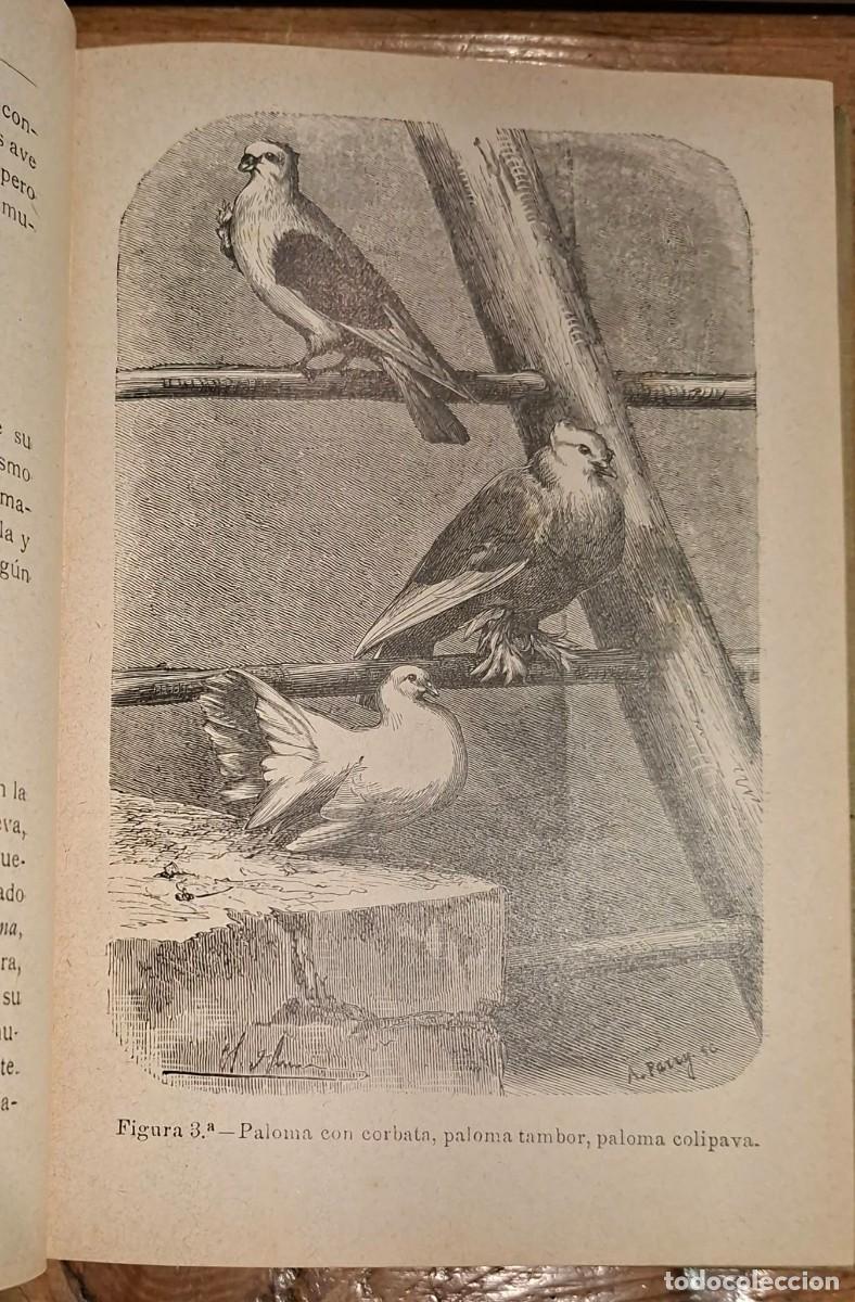 Libros antiguos: TRATADO PR&Aacute;CTICO DE LA CR&Iacute;A Y MULTIPLICACION DE LAS PALOMAS - Foto 2