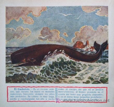 Libros antiguos: MONSTRUOS MARINOS - CUADERNO 1 - Foto 3