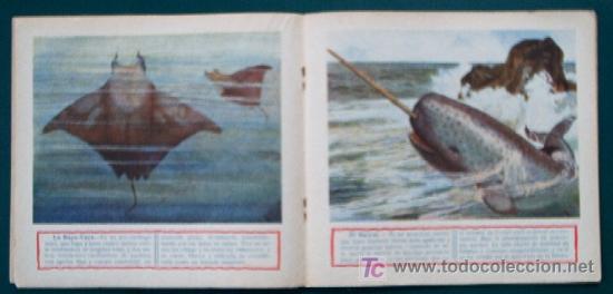 Libros antiguos: MONSTRUOS MARINOS - CUADERNO 1 - Foto 4