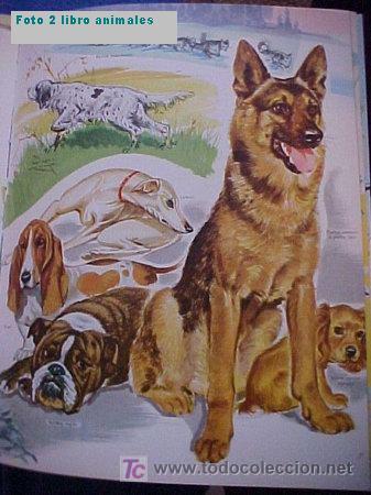 Libros antiguos: el libro de los animales - Foto 3