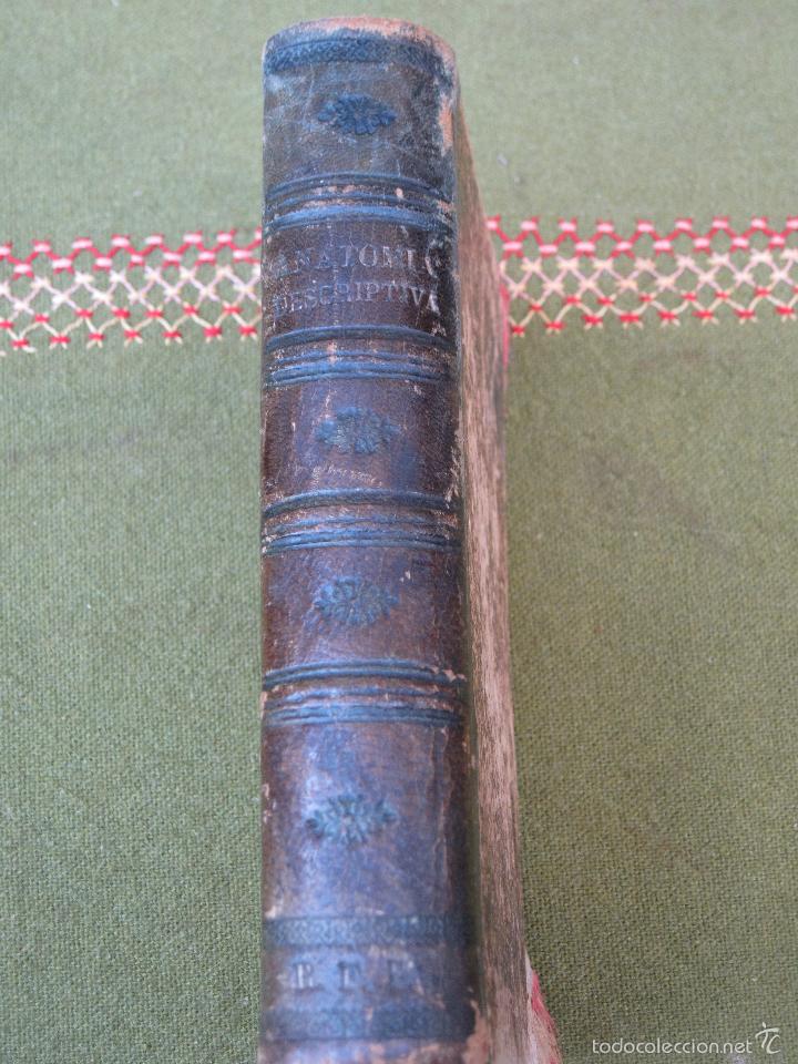 Libros antiguos: COMPENDIO DE ANATOMIA DESCRIPTIVA - BARCELONA 1922. - Foto 1