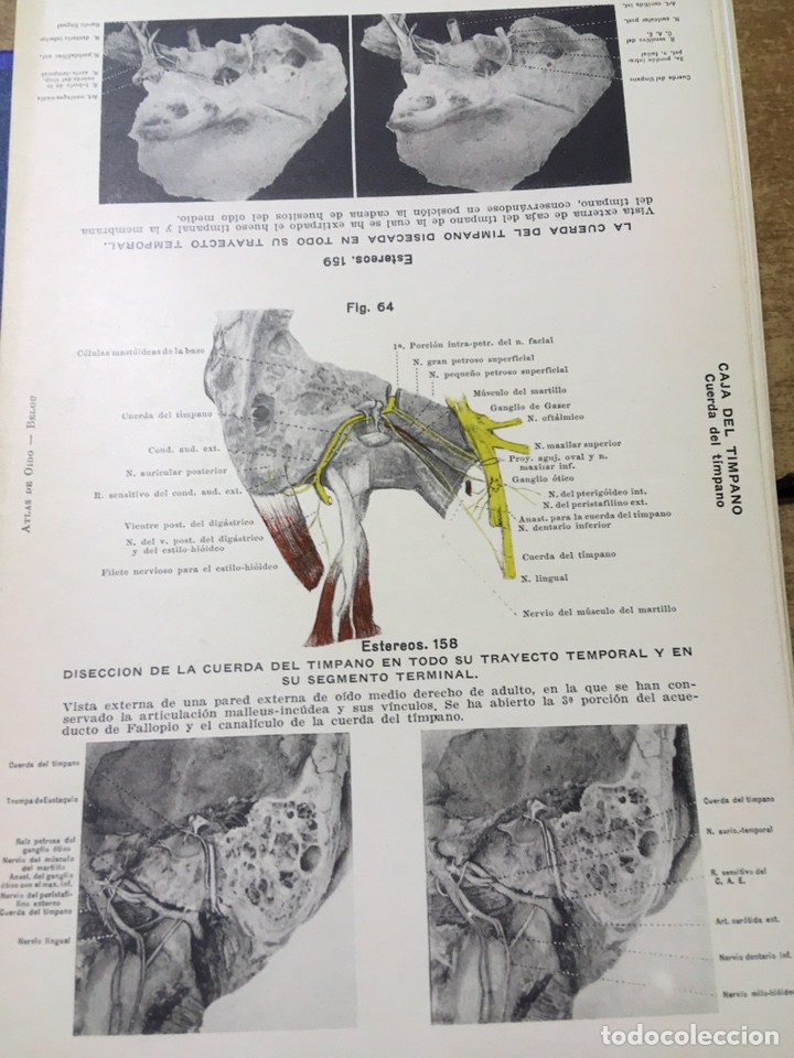 atlas de anatomía del órgano del oído - pedro b - Comprar ...