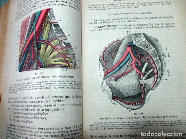 l. testut. anatomía humana. angiología. sistema - Comprar ...