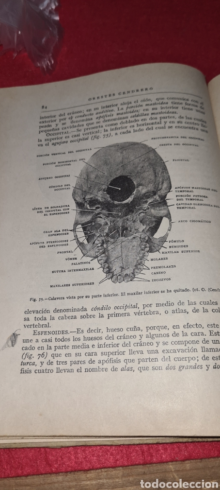 Libros antiguos: Lecciones de Anatomia, Fisioligia e Higiene. Orestes Cendrero. 1930 - Foto 12 - 267763779