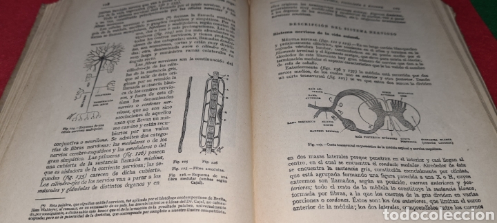 Libros antiguos: Lecciones de Anatomia, Fisioligia e Higiene. Orestes Cendrero. 1930 - Foto 14 - 267763779