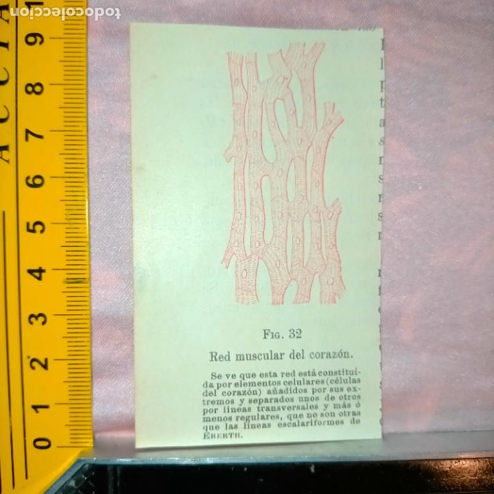 Libri antichi: antiguo grabado cuerpo humano medicina a&ntilde;o 1900 medico - PARTES ANATOMIA DISECCION VER FOTOS