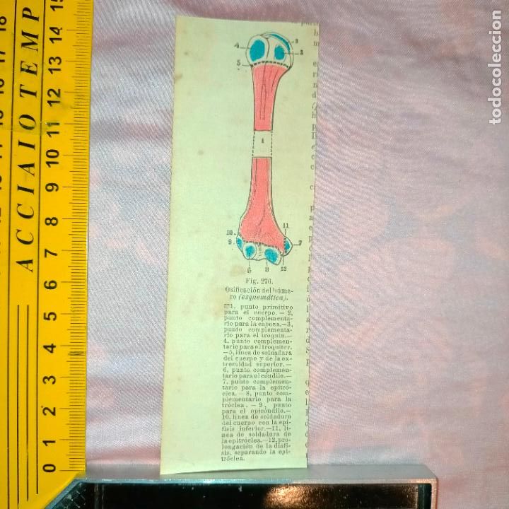 Libri antichi: antiguo grabado cuerpo humano medicina a&ntilde;o 1900 medico - PARTES ANATOMIA DISECCION VER FOTOS