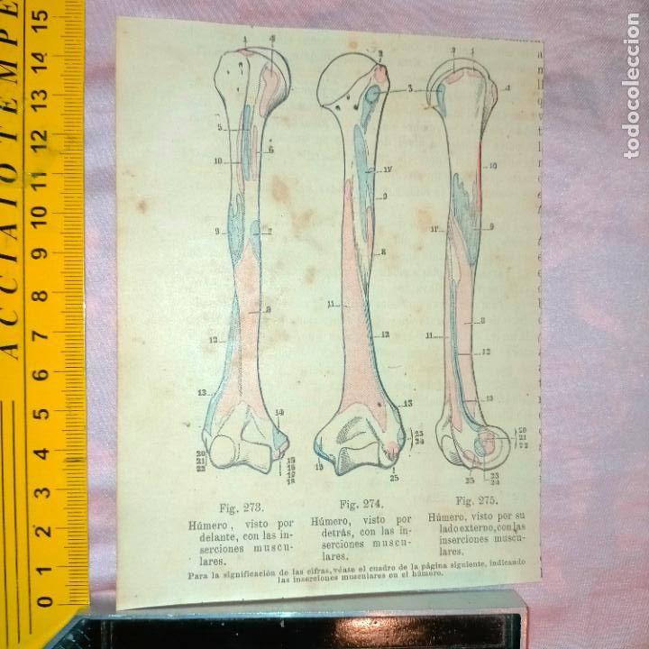 Libri antichi: antiguo grabado cuerpo humano medicina a&ntilde;o 1900 medico - PARTES ANATOMIA DISECCION VER FOTOS