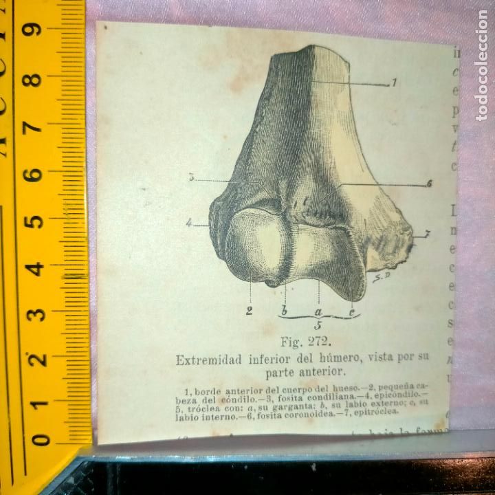 Libri antichi: antiguo grabado cuerpo humano medicina a&ntilde;o 1900 medico - PARTES ANATOMIA DISECCION VER FOTOS