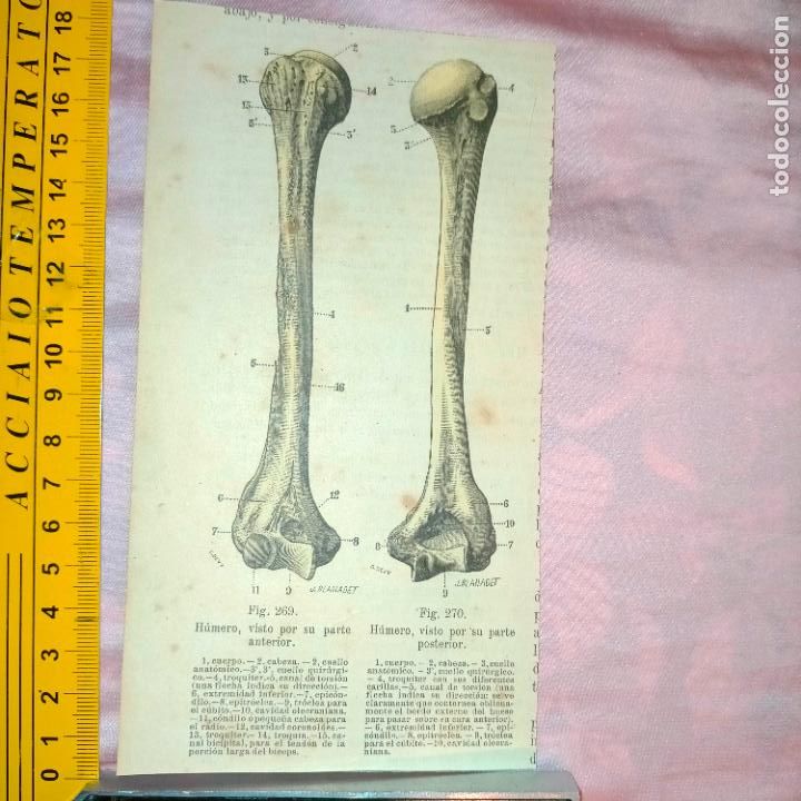 Libri antichi: antiguo grabado cuerpo humano medicina a&ntilde;o 1900 medico - PARTES ANATOMIA DISECCION VER FOTOS