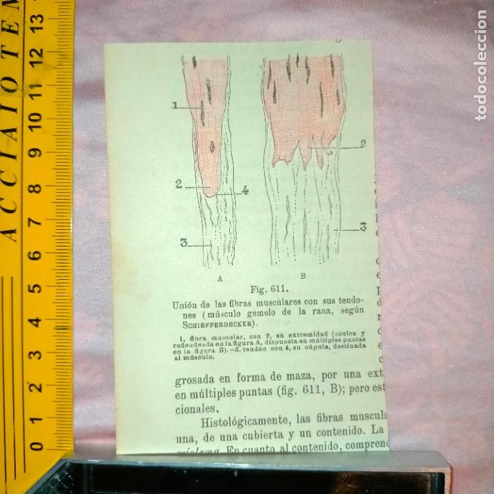 Libri antichi: antiguo grabado cuerpo humano medicina a&ntilde;o 1900 medico - PARTES ANATOMIA DISECCION VER FOTOS