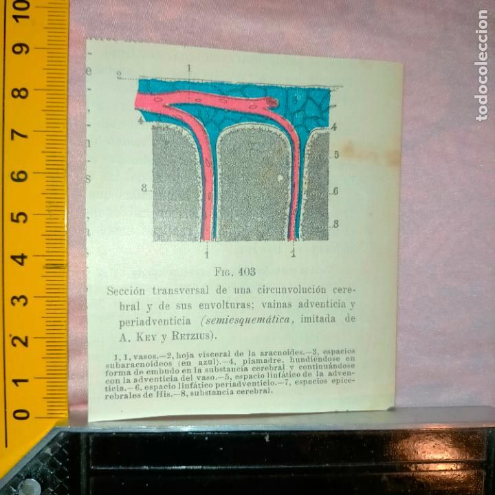 Libri antichi: antiguo grabado cuerpo humano medicina a&ntilde;o 1900 medico - PARTES ANATOMIA DISECCION VER FOTOS