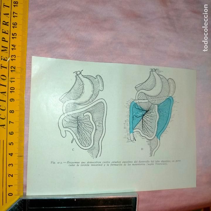 Libri antichi: antiguo grabado cuerpo humano medicina a&ntilde;o 1900 medico - PARTES ANATOMIA DISECCION VER FOTOS