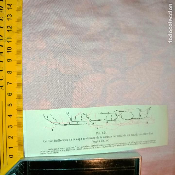 Libri antichi: antiguo grabado cuerpo humano medicina a&ntilde;o 1900 medico - PARTES ANATOMIA DISECCION VER FOTOS