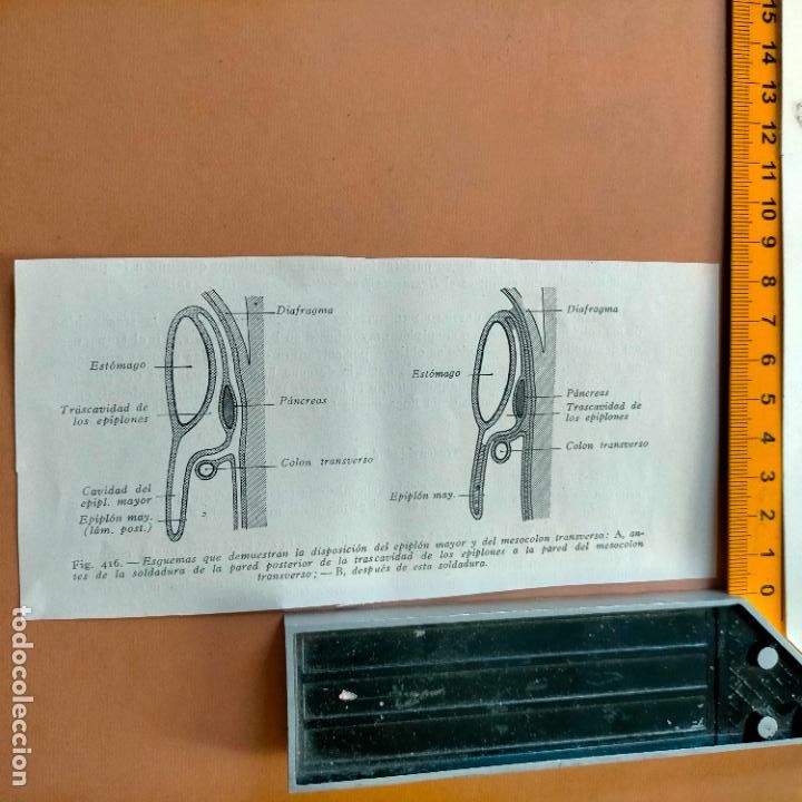 Libri antichi: antiguo grabado cuerpo humano medicina a&ntilde;o 1900 medico - PARTES ANATOMIA DISECCION VER FOTOS