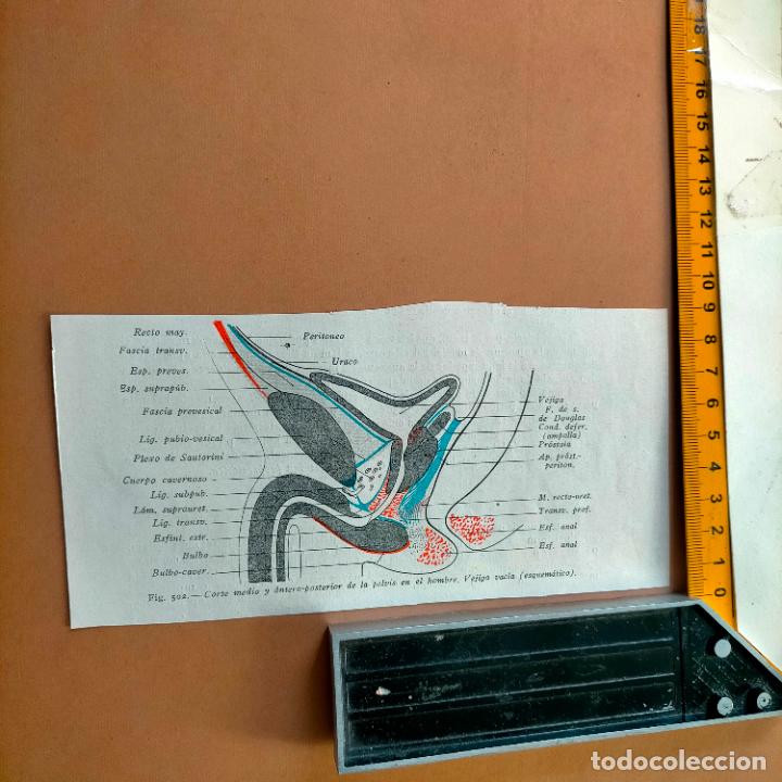 Antiquarische B&uuml;cher: antiguo grabado cuerpo humano medicina a&ntilde;o 1900 medico - PARTES ANATOMIA DISECCION VER FOTOS