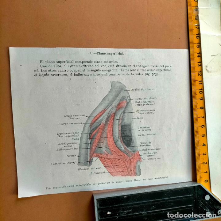 Antiquarische B&uuml;cher: antiguo grabado cuerpo humano medicina a&ntilde;o 1900 medico - PARTES ANATOMIA DISECCION VER FOTOS