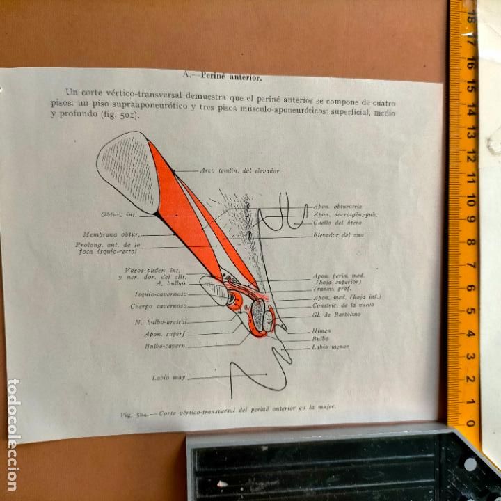 Antiquarische B&uuml;cher: antiguo grabado cuerpo humano medicina a&ntilde;o 1900 medico - PARTES ANATOMIA DISECCION VER FOTOS