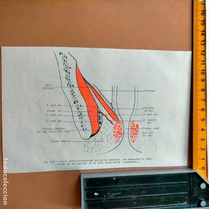 Antiquarische B&uuml;cher: antiguo grabado cuerpo humano medicina a&ntilde;o 1900 medico - PARTES ANATOMIA DISECCION VER FOTOS