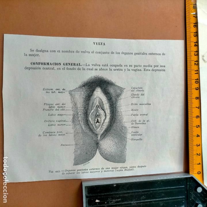 Antiquarische B&uuml;cher: antiguo grabado cuerpo humano medicina a&ntilde;o 1900 medico - PARTES ANATOMIA DISECCION VER FOTOS