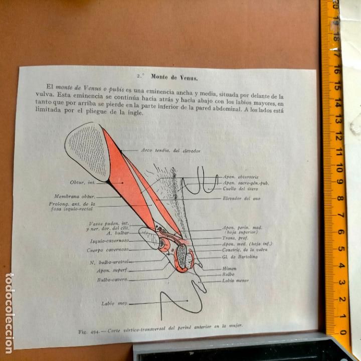 Antiquarische B&uuml;cher: antiguo grabado cuerpo humano medicina a&ntilde;o 1900 medico - PARTES ANATOMIA DISECCION VER FOTOS