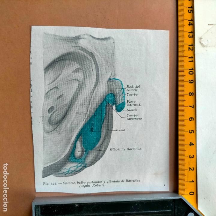 Antiquarische B&uuml;cher: antiguo grabado cuerpo humano medicina a&ntilde;o 1900 medico - PARTES ANATOMIA DISECCION VER FOTOS