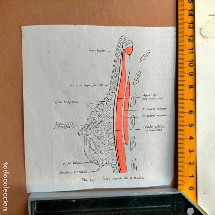 Antiquarische B&uuml;cher: antiguo grabado cuerpo humano medicina a&ntilde;o 1900 medico - PARTES ANATOMIA DISECCION VER FOTOS