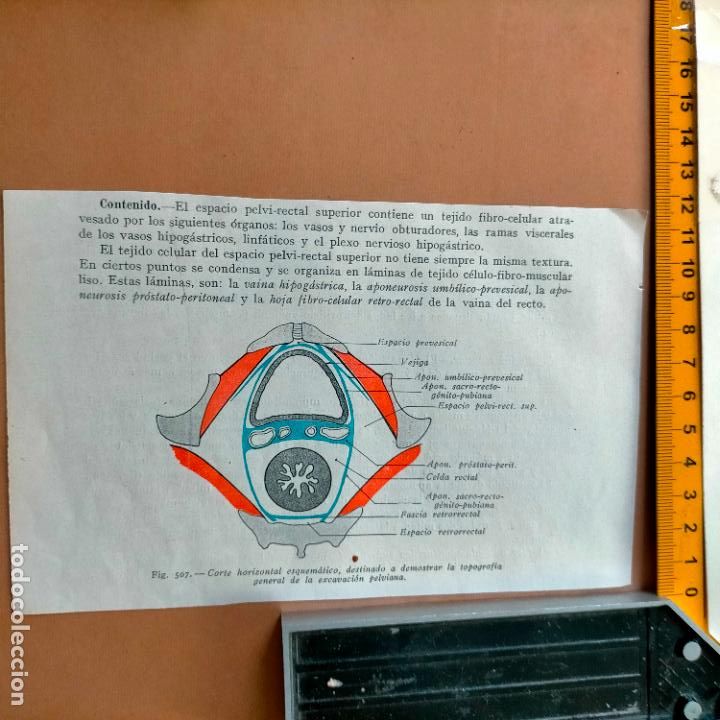 Libri antichi: antiguo grabado cuerpo humano medicina a&ntilde;o 1900 medico - PARTES ANATOMIA DISECCION VER FOTOS