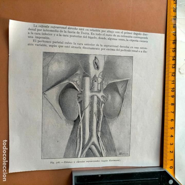 Libri antichi: antiguo grabado cuerpo humano medicina a&ntilde;o 1900 medico - PARTES ANATOMIA DISECCION VER FOTOS