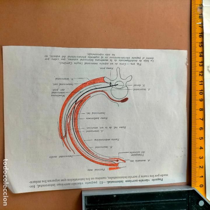 Libri antichi: antiguo grabado cuerpo humano medicina a&ntilde;o 1900 medico - PARTES ANATOMIA DISECCION VER FOTOS