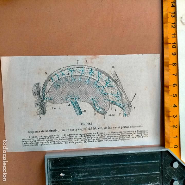 Libri antichi: antiguo grabado cuerpo humano medicina a&ntilde;o 1900 medico - PARTES ANATOMIA DISECCION VER FOTOS