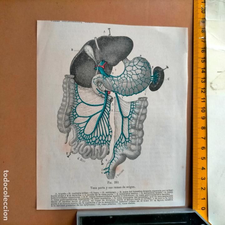 Libri antichi: antiguo grabado cuerpo humano medicina a&ntilde;o 1900 medico - PARTES ANATOMIA DISECCION VER FOTOS