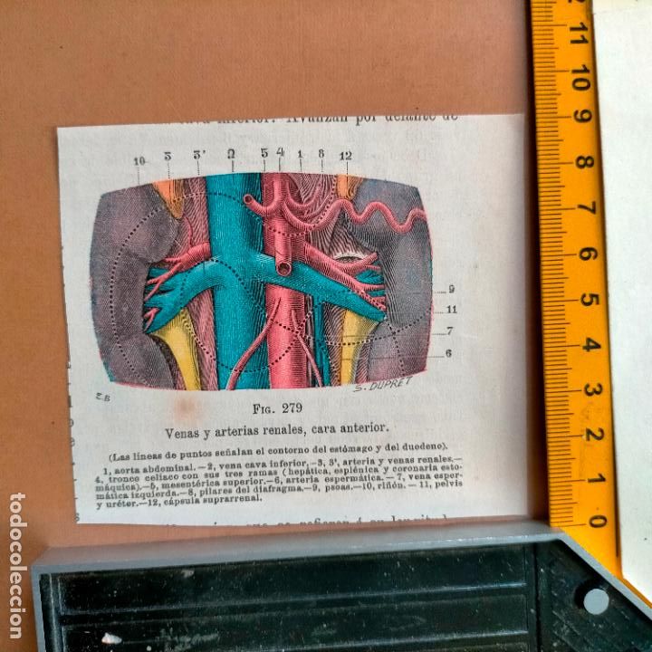 Libri antichi: antiguo grabado cuerpo humano medicina a&ntilde;o 1900 medico - PARTES ANATOMIA DISECCION VER FOTOS