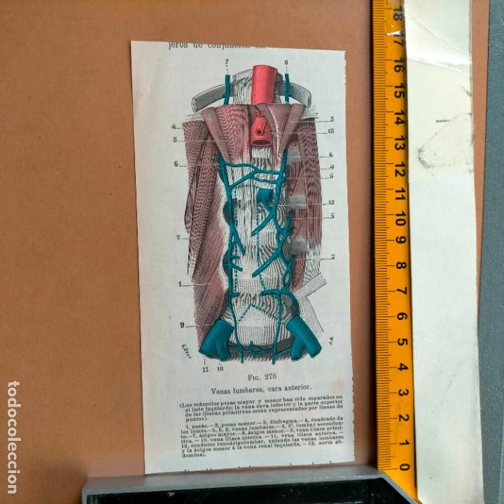Libri antichi: antiguo grabado cuerpo humano medicina a&ntilde;o 1900 medico - PARTES ANATOMIA DISECCION VER FOTOS