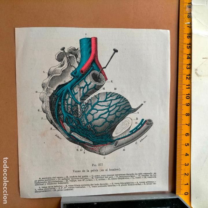 Libri antichi: antiguo grabado cuerpo humano medicina a&ntilde;o 1900 medico - PARTES ANATOMIA DISECCION VER FOTOS