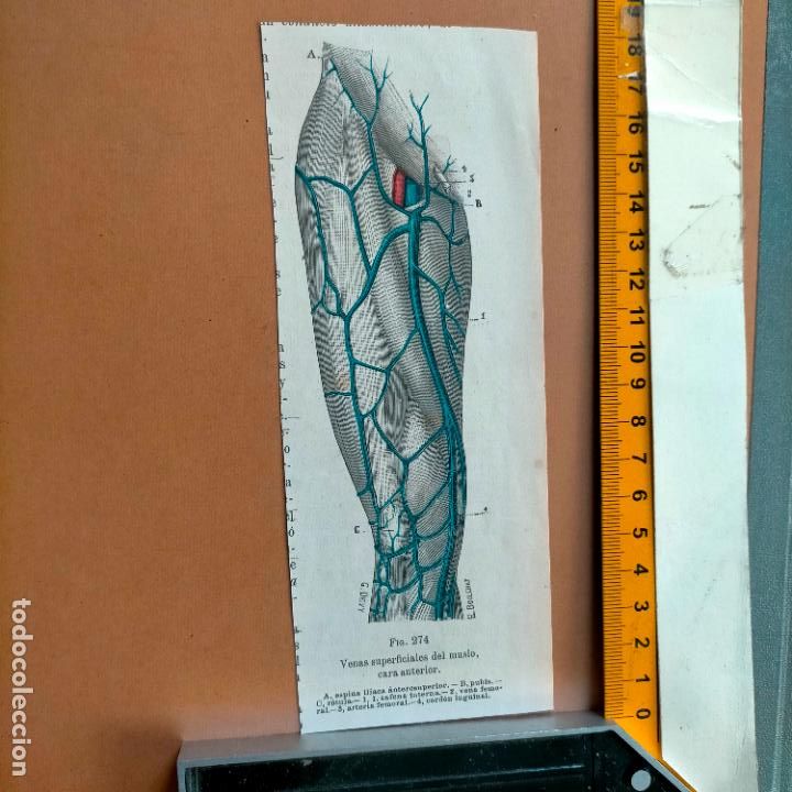 Libri antichi: antiguo grabado cuerpo humano medicina a&ntilde;o 1900 medico - PARTES ANATOMIA DISECCION VER FOTOS