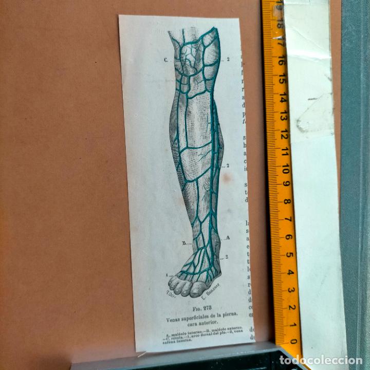 Libri antichi: antiguo grabado cuerpo humano medicina a&ntilde;o 1900 medico - PARTES ANATOMIA DISECCION VER FOTOS