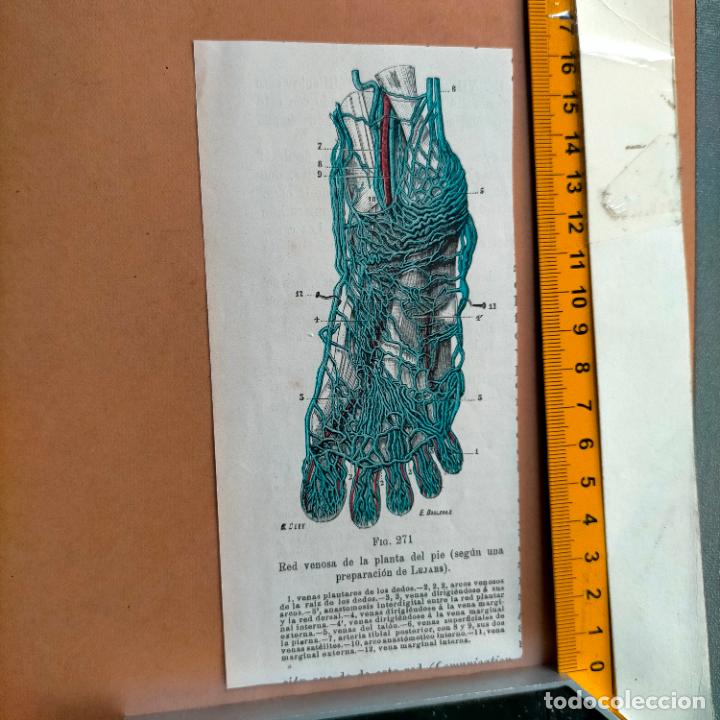 Libri antichi: antiguo grabado cuerpo humano medicina a&ntilde;o 1900 medico - PARTES ANATOMIA DISECCION VER FOTOS