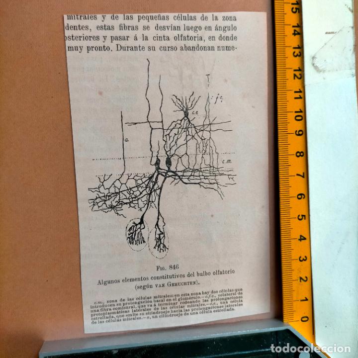 Libri antichi: antiguo grabado cuerpo humano medicina a&ntilde;o 1900 medico - PARTES ANATOMIA DISECCION VER FOTOS