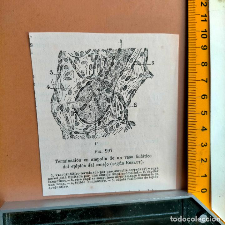 Libri antichi: antiguo grabado cuerpo humano medicina a&ntilde;o 1900 medico - PARTES ANATOMIA DISECCION VER FOTOS