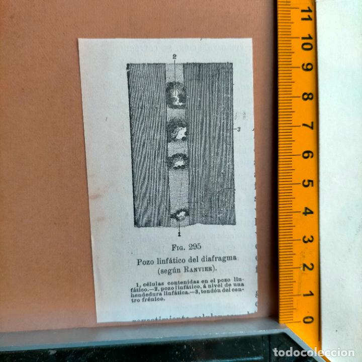 Libri antichi: antiguo grabado cuerpo humano medicina a&ntilde;o 1900 medico - PARTES ANATOMIA DISECCION VER FOTOS