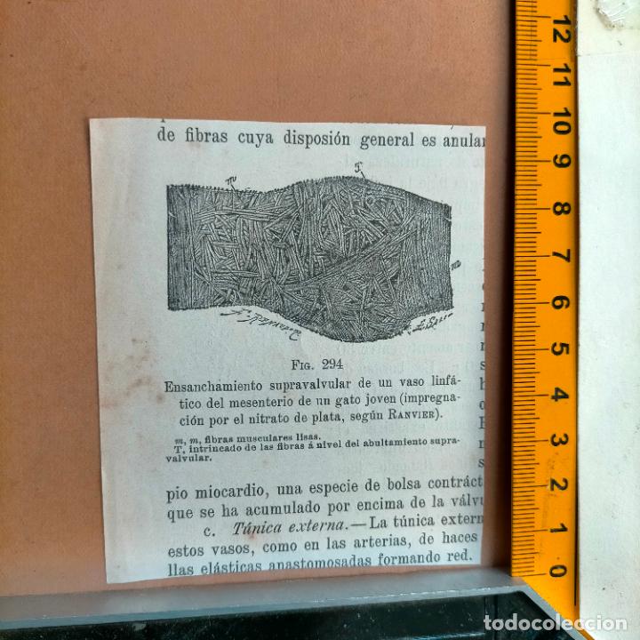 Libri antichi: antiguo grabado cuerpo humano medicina a&ntilde;o 1900 medico - PARTES ANATOMIA DISECCION VER FOTOS