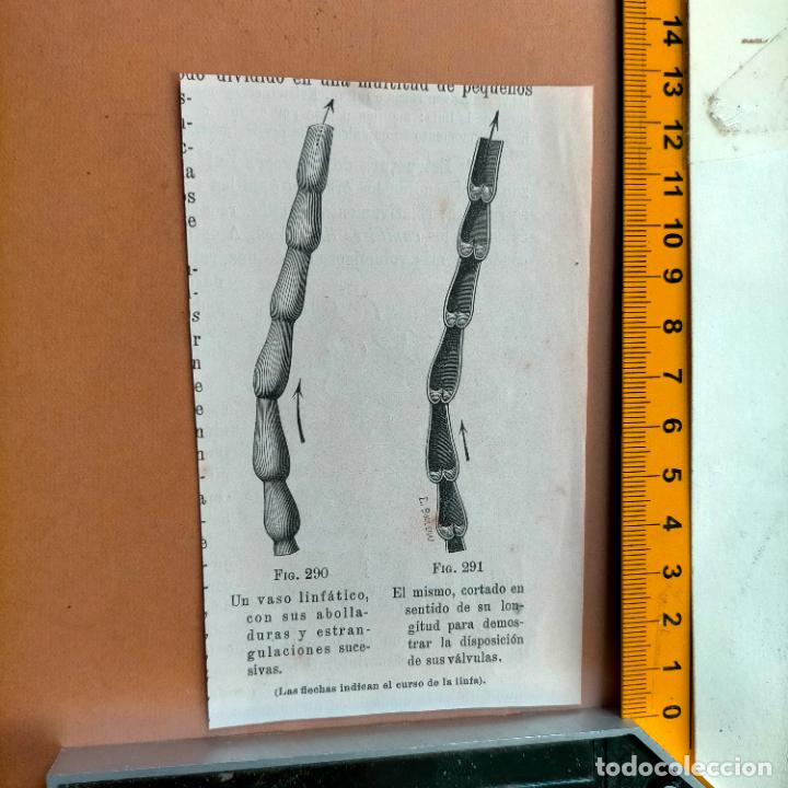 Libri antichi: antiguo grabado cuerpo humano medicina a&ntilde;o 1900 medico - PARTES ANATOMIA DISECCION VER FOTOS