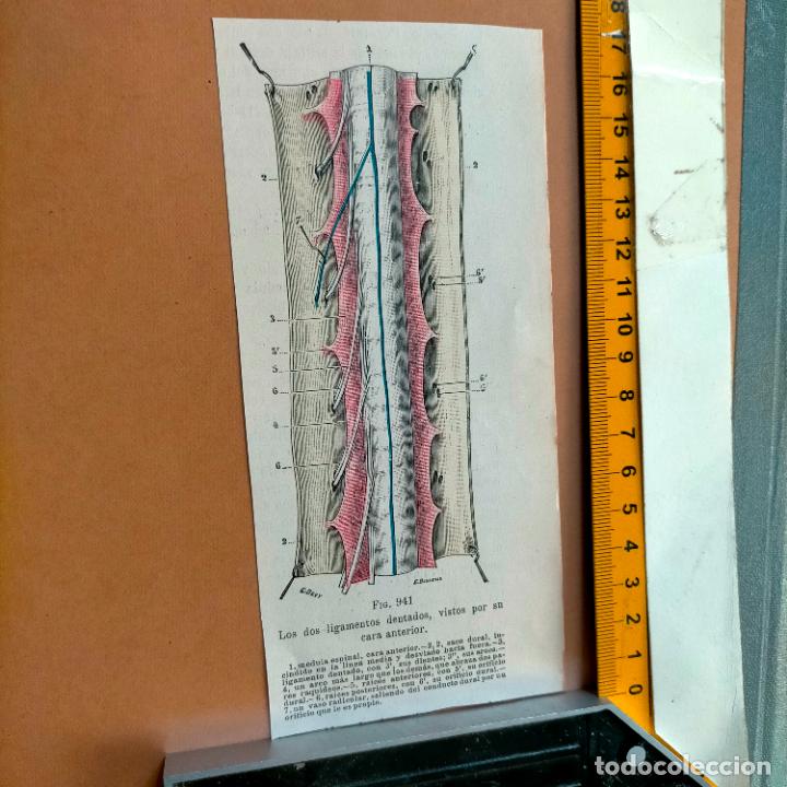 Libri antichi: antiguo grabado cuerpo humano medicina a&ntilde;o 1900 medico - PARTES ANATOMIA DISECCION VER FOTOS