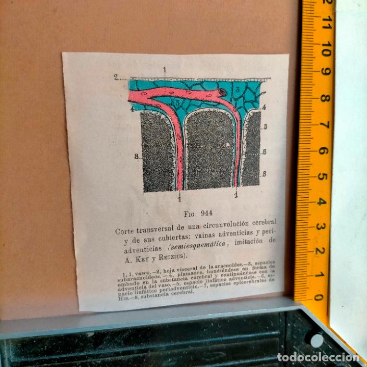 Libri antichi: antiguo grabado cuerpo humano medicina a&ntilde;o 1900 medico - PARTES ANATOMIA DISECCION VER FOTOS