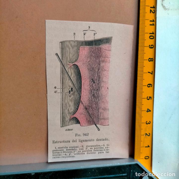 Libri antichi: antiguo grabado cuerpo humano medicina a&ntilde;o 1900 medico - PARTES ANATOMIA DISECCION VER FOTOS