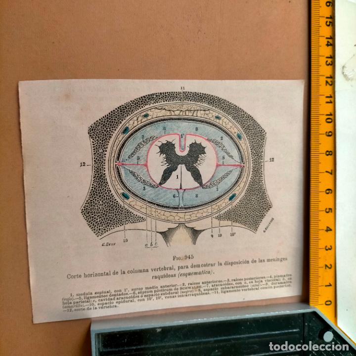 Libri antichi: antiguo grabado cuerpo humano medicina a&ntilde;o 1900 medico - PARTES ANATOMIA DISECCION VER FOTOS