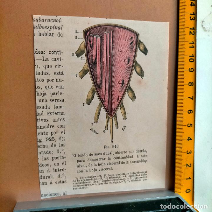 Libri antichi: antiguo grabado cuerpo humano medicina a&ntilde;o 1900 medico - PARTES ANATOMIA DISECCION VER FOTOS